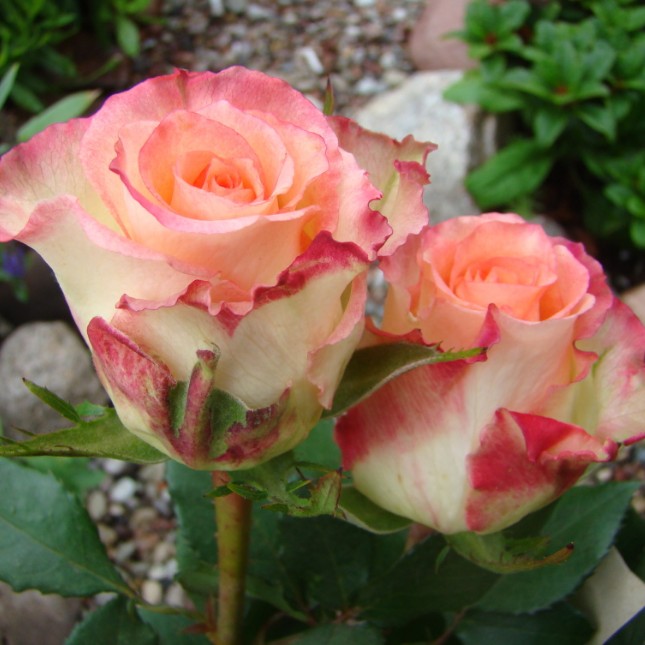 Роза Дуэт в горшке - Dolina-Sad.Ru