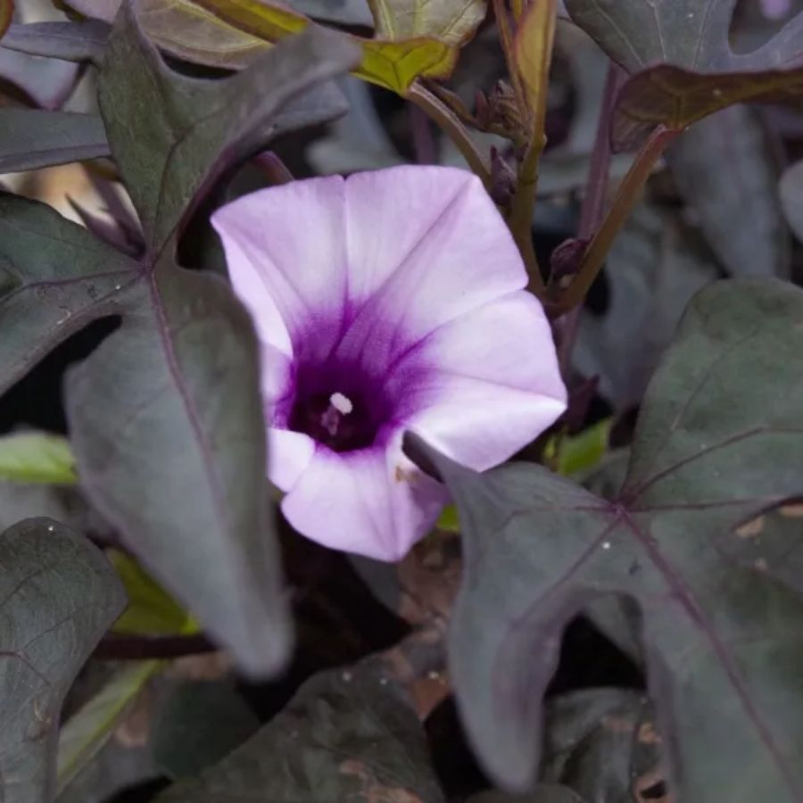 Ипомея кленовидная Флорамия Негро - Dolina-Sad.Ru