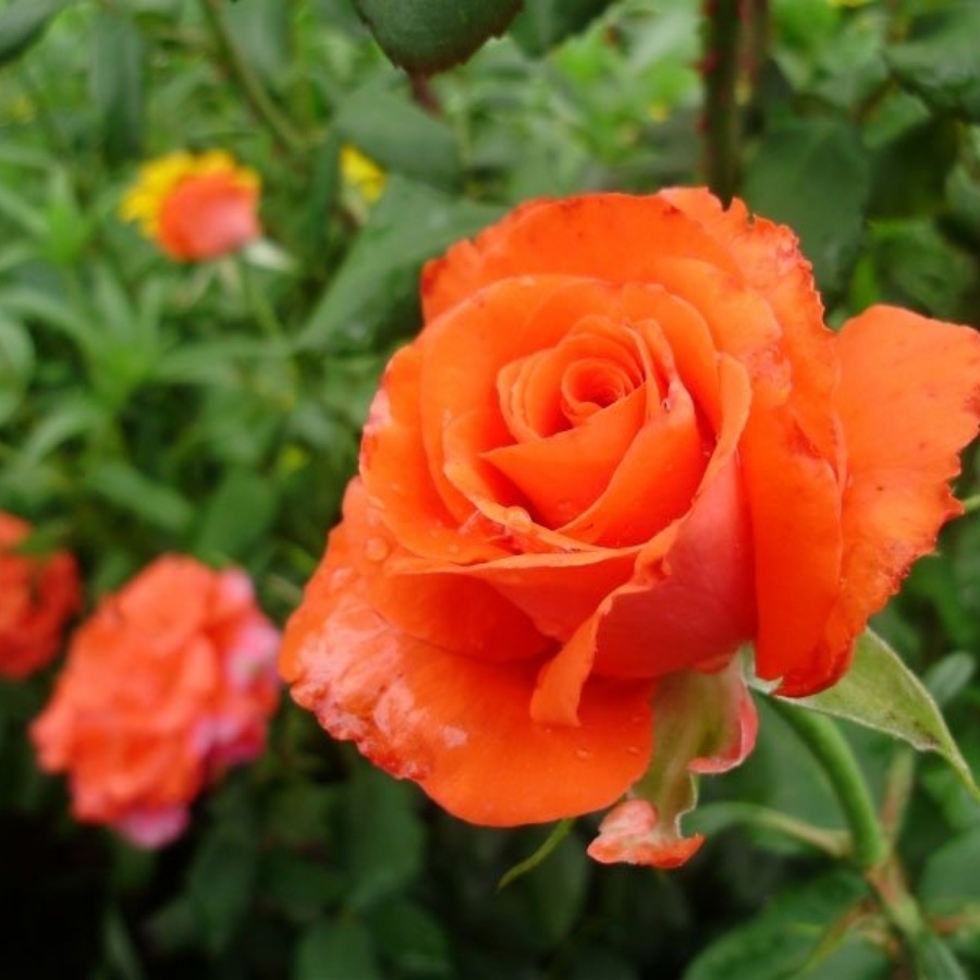 Роза Джелика Роза Джелика - Dolina-Sad.Ru