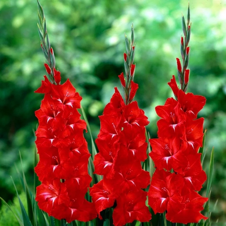 Гладиолус Трейдерхорн - Dolina-Sad.Ru