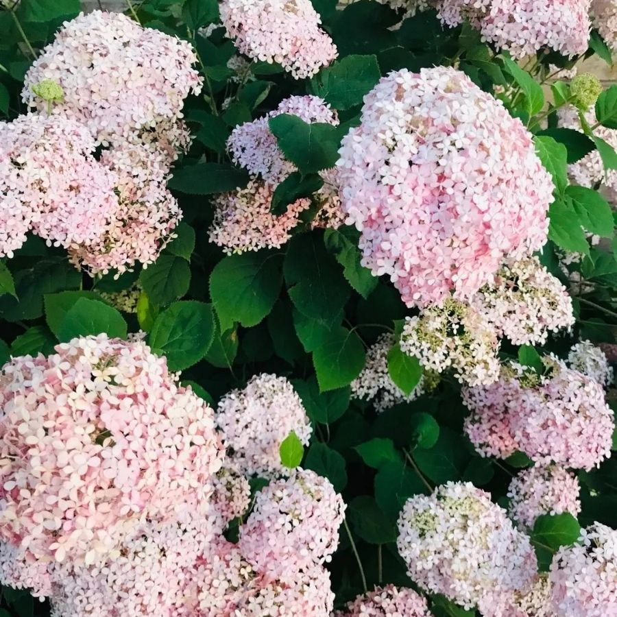 Гортензия древовидная Кендибель МиниБель, С2 - Dolina-Sad.Ru