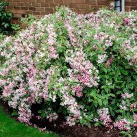 Вейгела цветущая Санни Принцесс Вейгела цветущая Санни Принцесс - Dolina-Sad.Ru