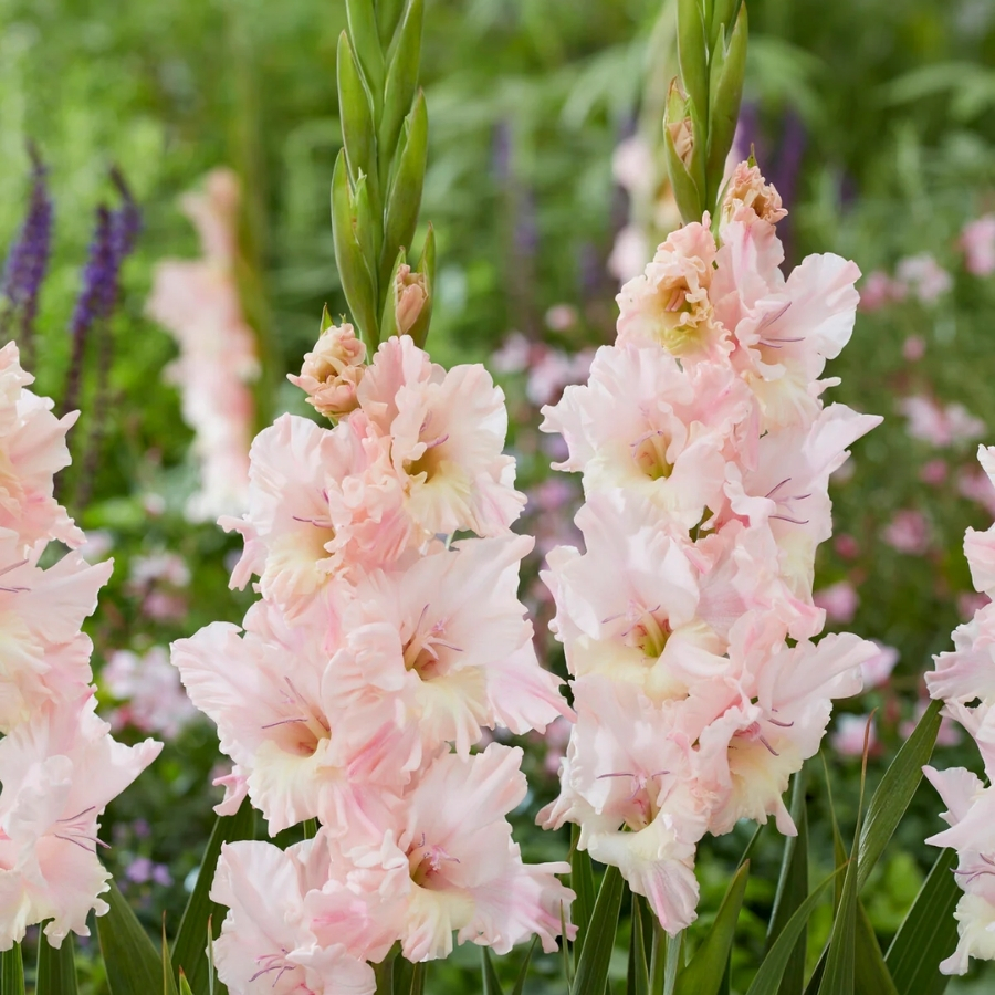 Гладиолус Розовая молния - Dolina-Sad.Ru