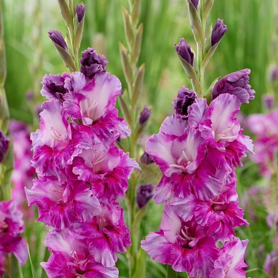 Гладиолус Фиолетовое искусство - Dolina-Sad.Ru