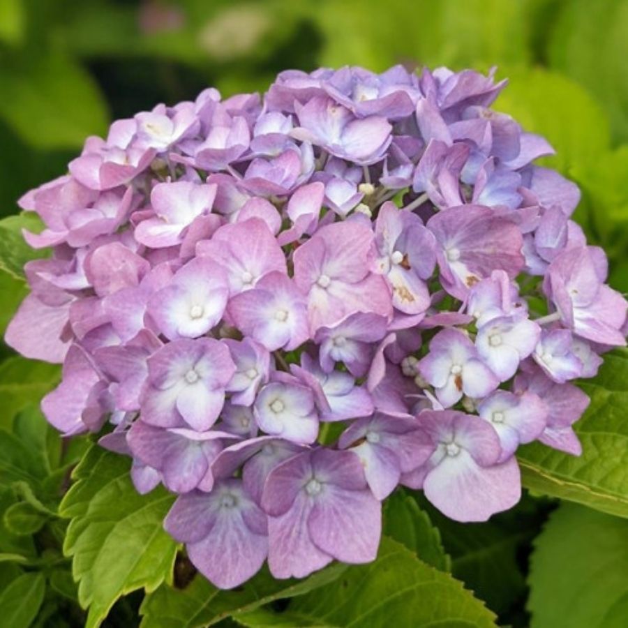 Гортензия крупнолистная Свит Липс, С2 Гортензия крупнолистная Свит Липс, С2 - Dolina-Sad.Ru
