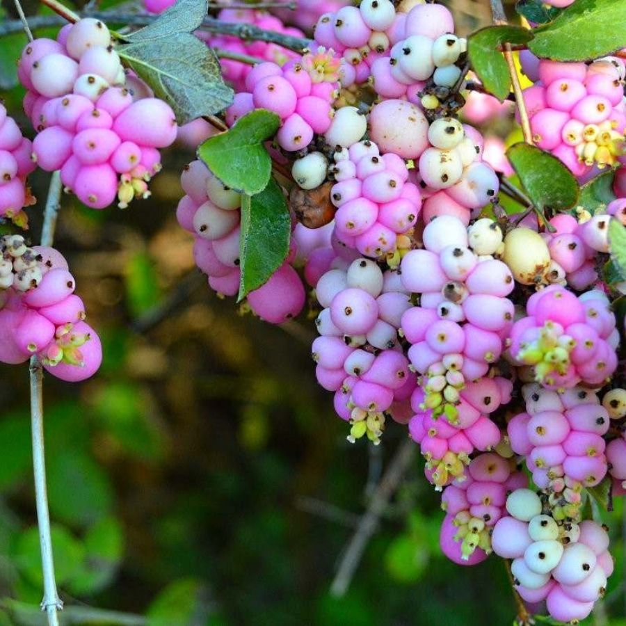 Снежноягодник Мазер оф Перл, С3 Снежноягодник Мазер оф Перл, С3 - Dolina-Sad.Ru