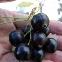 Смородина Селеченская-2 фото