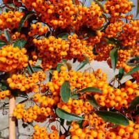 Пираканта Оранж Чармер Пираканта Оранж Чармер - Dolina-Sad.Ru