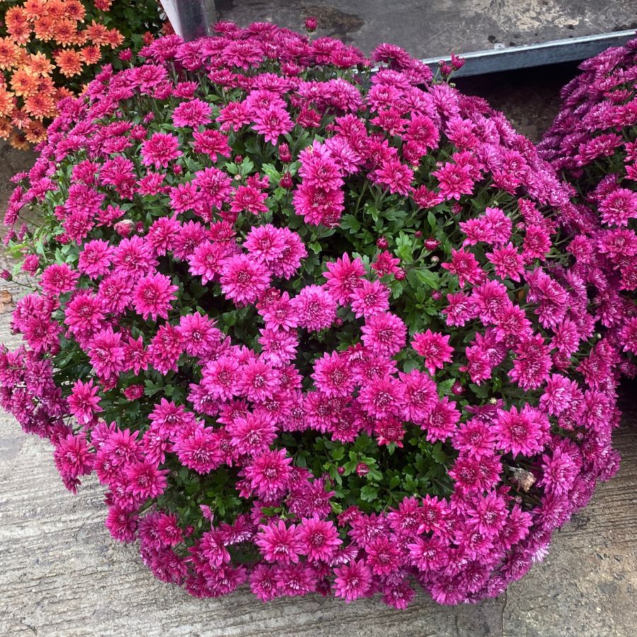 Хризантема мультифлора Бронсоуд Пурпл - Dolina-Sad.Ru