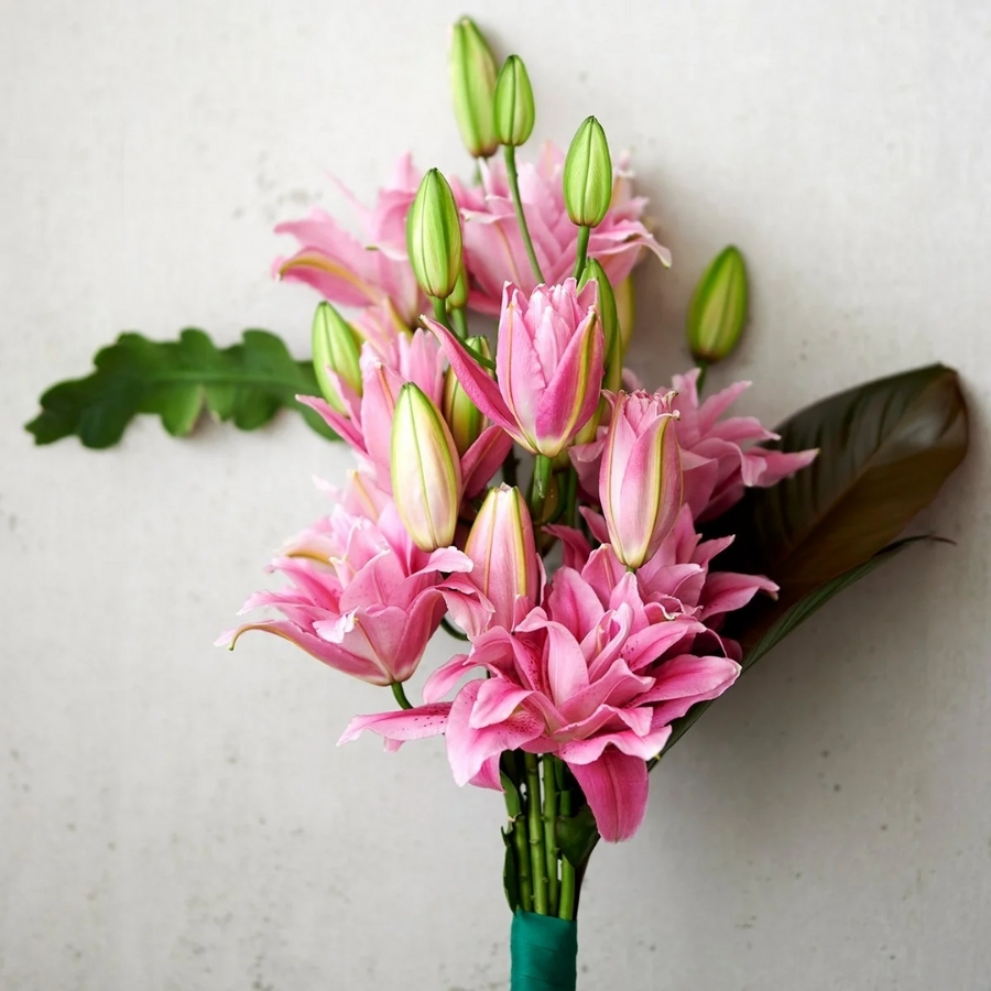 Лилия Роузлили Виола Лилия Роузлили Виола - Dolina-Sad.Ru