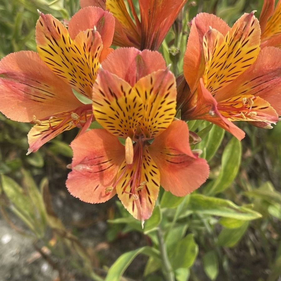 Альстромерия Каллисто - Dolina-Sad.Ru