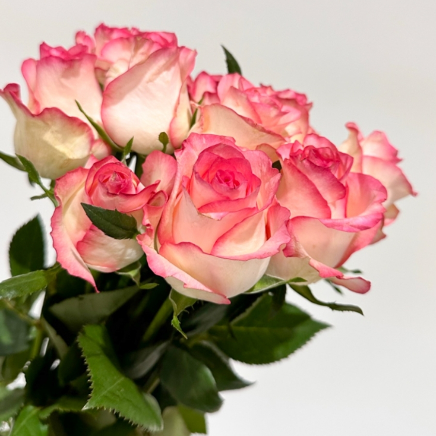 Роза Джумилия в горшке - Dolina-Sad.Ru