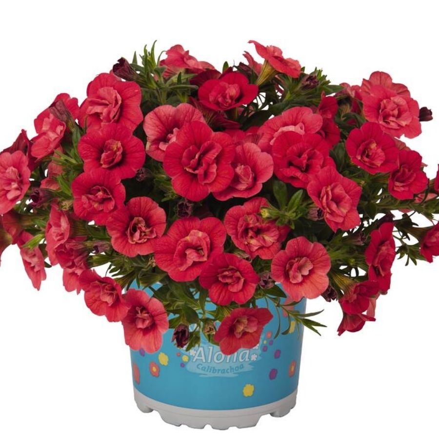 Калибрахоа Алоха Дабл Ред - Dolina-Sad.Ru
