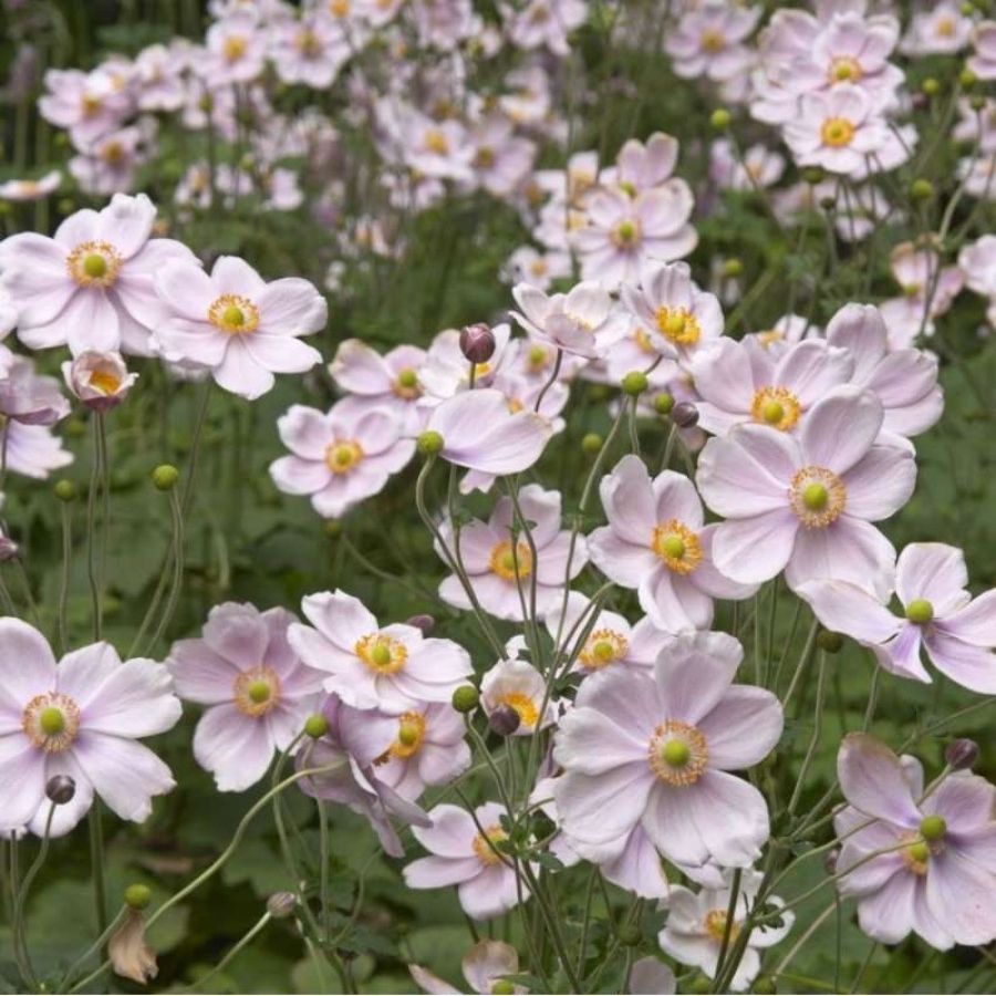 Анемона гибридная Макс Вогель - Dolina-Sad.Ru