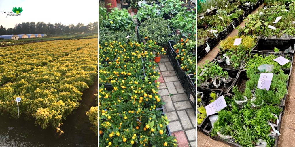 Питомник плодовых деревьев и кустарников