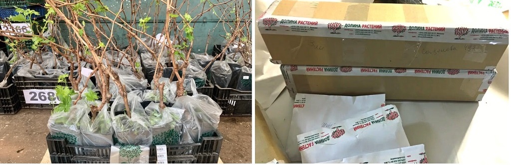 Упаковка для пересылки саженцев