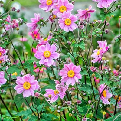 Анемона Серенада Анемона Серенада - Dolina-Sad.Ru