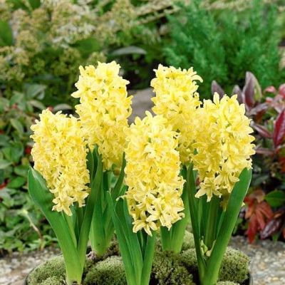 Гиацинт Джипси Принцесс Гиацинт Джипси Принцесс фото