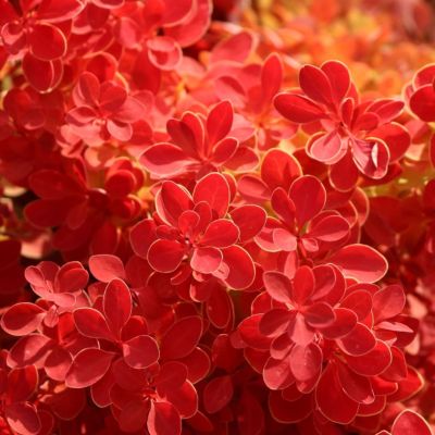 Барбарис тунберга Неон Барбарис тунберга Неон - Dolina-Sad.Ru