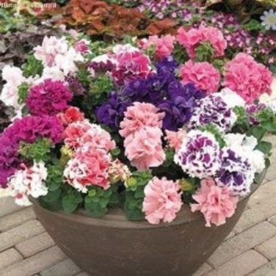 Петуния Волшебный ларец F1 махровый Петуния Волшебный ларец F1 махровый фото