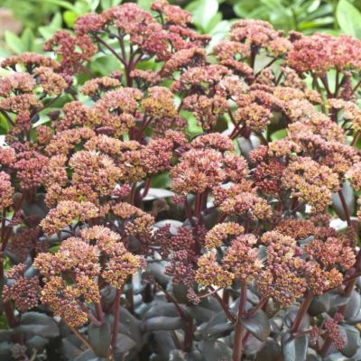 Седум Седакшн Еллоу Деликат Седум Седакшн Еллоу Деликат - Dolina-Sad.Ru