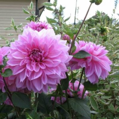 Георгина Лавендер Перфекшн (Гиганты) Георгина Лавендер Перфекшн (Гиганты) фото