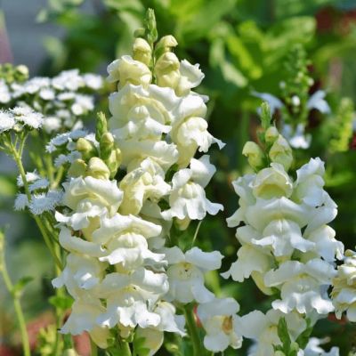 Львиный зев Белый букет Львиный зев Белый букет фото