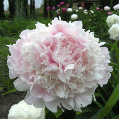 Пион Ник Шейлор Пион Ник Шейлор - Dolina-Sad.Ru