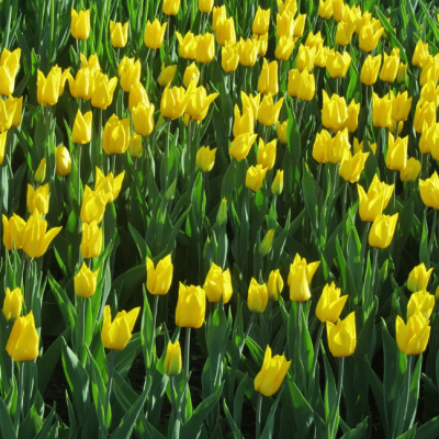 Тюльпан Баллад Голд Тюльпан Баллад Голд фото