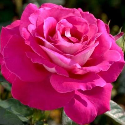 Роза Барон Эдмон де Ротшильд Роза Барон Эдмон де Ротшильд - Dolina-Sad.Ru