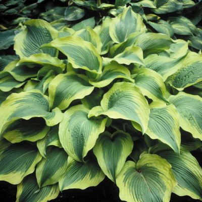 Хоста Атлантис Хоста Атлантис - Dolina-Sad.Ru