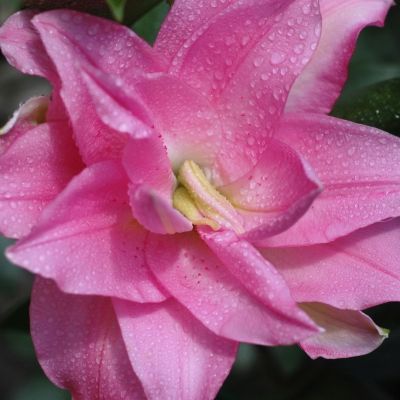 Лилия Лотус Дрим Лилия Лотус Дрим - Dolina-Sad.Ru