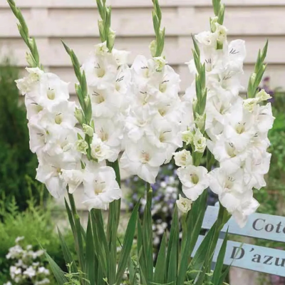 Гладиолус Блонди Гладиолус Блонди - Dolina-Sad.Ru