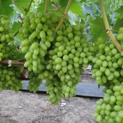 Виноград Столетие - Dolina-Sad.Ru