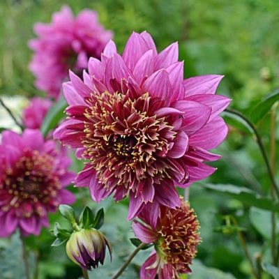 Георгина Мамбо Георгина Мамбо фото