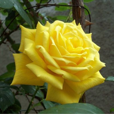 Роза Тара - Dolina-Sad.Ru