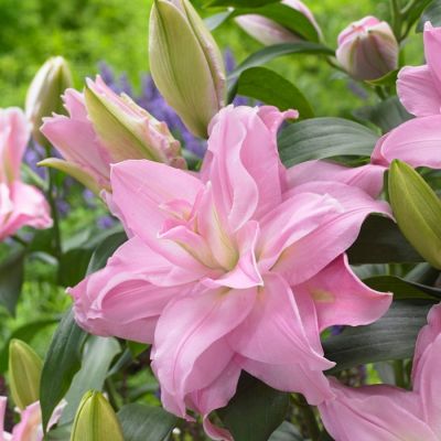 Лилия Роузлили Эдита - Dolina-Sad.Ru