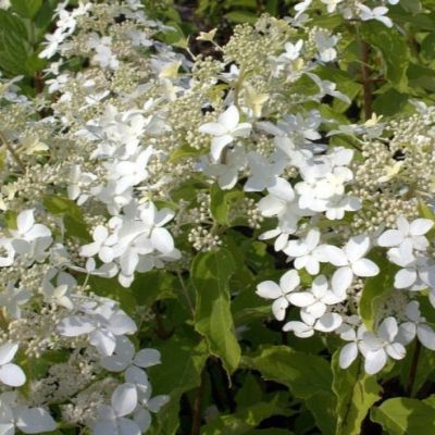 Гортензия метельчатая Дегудо Гортензия метельчатая Дегудо - Dolina-Sad.Ru