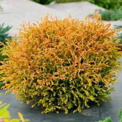 Туя Западная Голден Таффет Туя Западная Голден Таффет фото