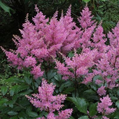 Астильба Арендса Дарвинс Дрим - Dolina-Sad.Ru