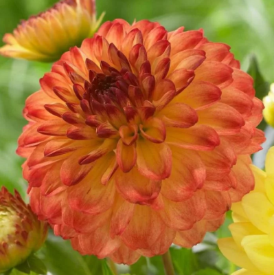 Георгина Айкун Георгина Айкун фото