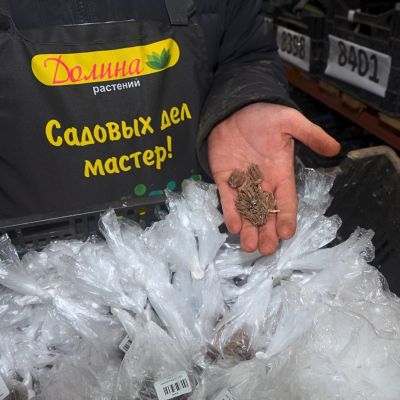 Ранункулюс Вайт Ранункулюс Вайт фото