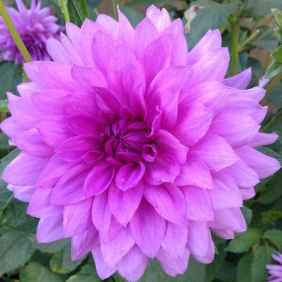 Георгина Блю бой Георгина Блю бой фото