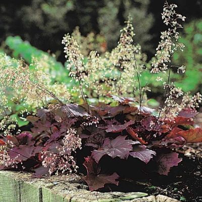 Гейхера Пурпурный Замок Гейхера Пурпурный Замок - Dolina-Sad.Ru