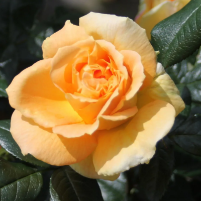 Роза Барбара Хендрикс фото