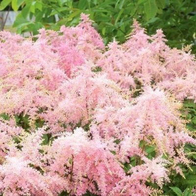 Астильба Арендса Файервокс Пинк Астильба Арендса Файервокс Пинк - Dolina-Sad.Ru