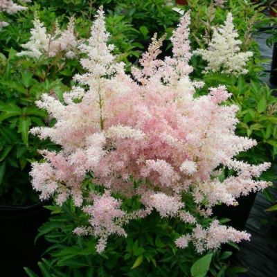 Астильба Арендса Файервокс Пинк Астильба Арендса Файервокс Пинк - Dolina-Sad.Ru