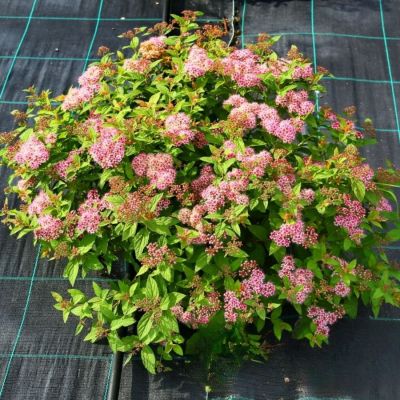 Спирея японская Манон, С3 - Dolina-Sad.Ru