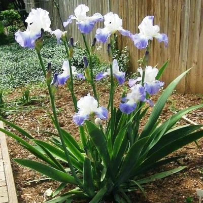 Ирис Кларенс Ирис Кларенс фото