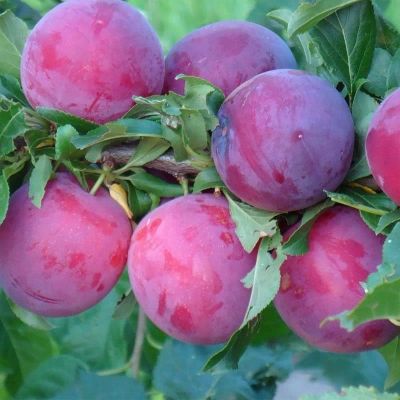 Персиковая Слива Найдена фото